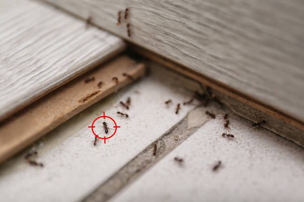 Best Affordable Pest Control Services  in Lake Kiowa, TX