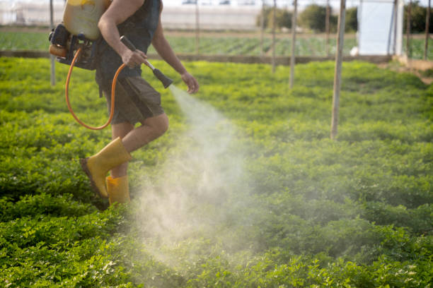 Reliable Lake Kiowa, TX Pest Control Solutions