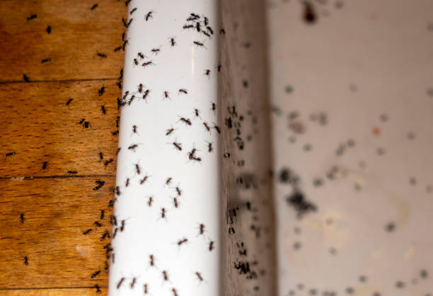 Best Wasp Removal Services  in Lake Kiowa, TX